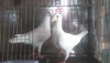 White beuti humair pair